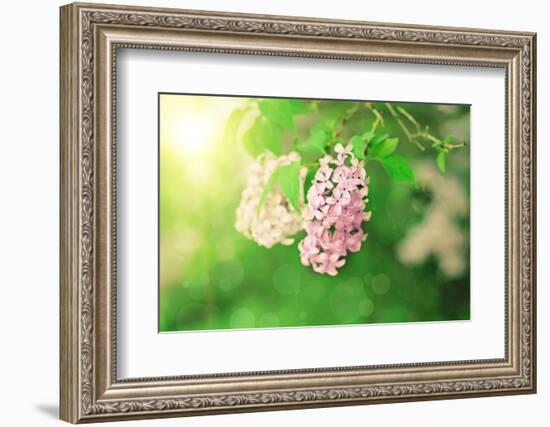 Branch of Lilac Flowers-Roxana_ro-Framed Photographic Print