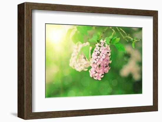 Branch of Lilac Flowers-Roxana_ro-Framed Photographic Print