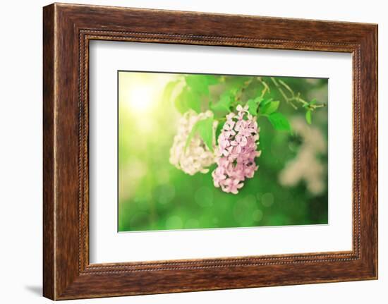 Branch of Lilac Flowers-Roxana_ro-Framed Photographic Print