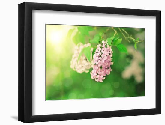 Branch of Lilac Flowers-Roxana_ro-Framed Photographic Print