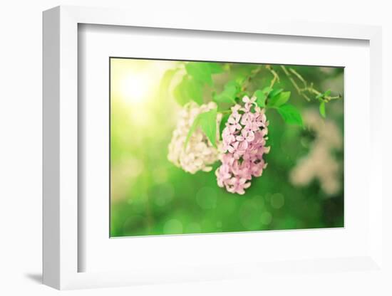 Branch of Lilac Flowers-Roxana_ro-Framed Photographic Print