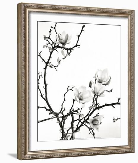 Branch of Magnolia-Henry Wilson-Framed Art Print