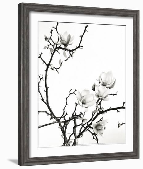 Branch of Magnolia-Henry Wilson-Framed Art Print