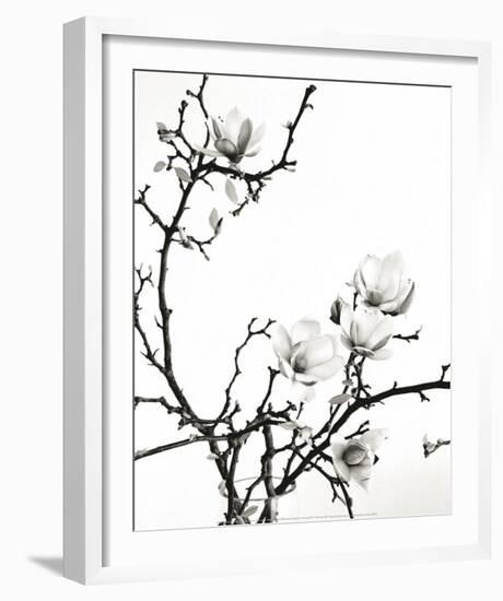 Branch of Magnolia-Henry Wilson-Framed Art Print