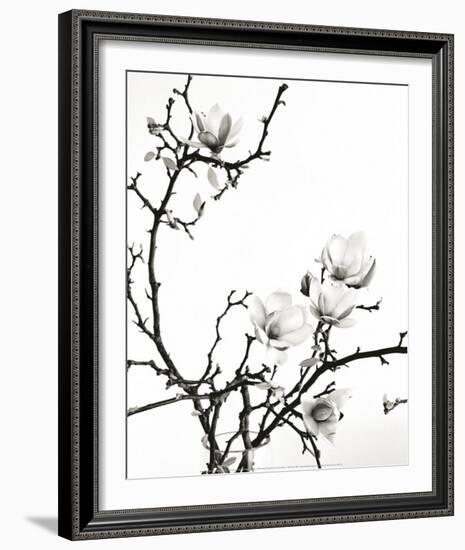 Branch of Magnolia-Henry Wilson-Framed Art Print