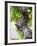 Branch of Old Vine with Gnarled Bark, Collioure, Languedoc-Roussillon, France-Per Karlsson-Framed Photographic Print