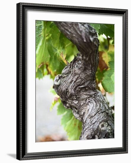 Branch of Old Vine with Gnarled Bark, Collioure, Languedoc-Roussillon, France-Per Karlsson-Framed Photographic Print