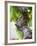 Branch of Old Vine with Gnarled Bark, Collioure, Languedoc-Roussillon, France-Per Karlsson-Framed Photographic Print