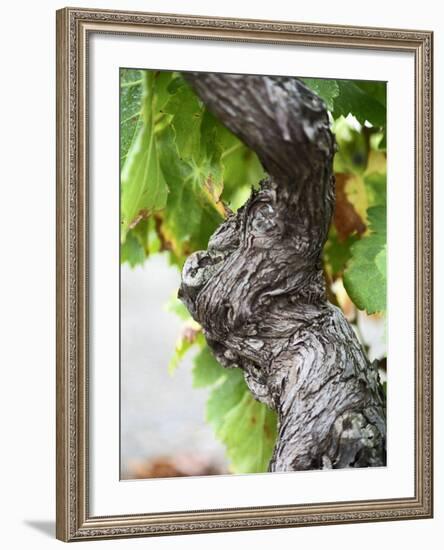 Branch of Old Vine with Gnarled Bark, Collioure, Languedoc-Roussillon, France-Per Karlsson-Framed Photographic Print