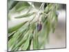 Branch of Olive Tree and Olives, Prieure De St-Jean De Bebian, Coteaux Du Languedoc-Per Karlsson-Mounted Photographic Print