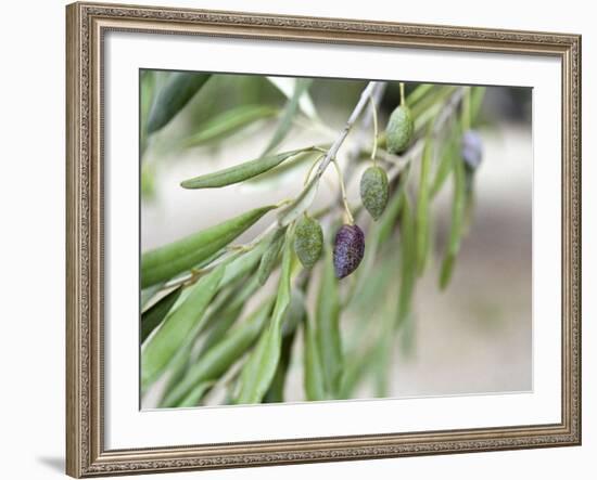 Branch of Olive Tree and Olives, Prieure De St-Jean De Bebian, Coteaux Du Languedoc-Per Karlsson-Framed Photographic Print