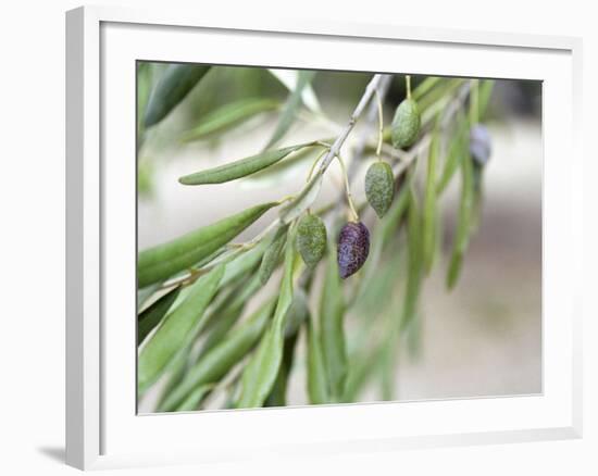 Branch of Olive Tree and Olives, Prieure De St-Jean De Bebian, Coteaux Du Languedoc-Per Karlsson-Framed Photographic Print