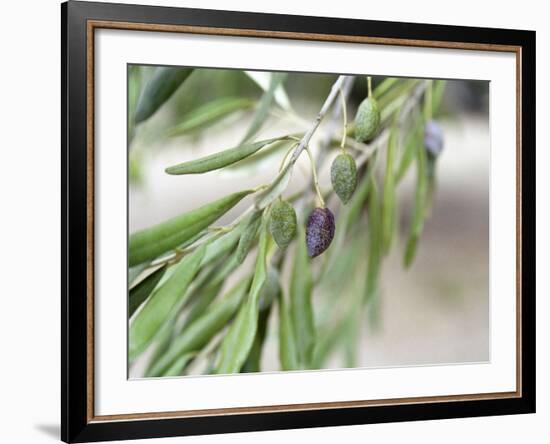 Branch of Olive Tree and Olives, Prieure De St-Jean De Bebian, Coteaux Du Languedoc-Per Karlsson-Framed Photographic Print