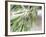 Branch of Olive Tree and Olives, Prieure De St-Jean De Bebian, Coteaux Du Languedoc-Per Karlsson-Framed Photographic Print