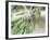 Branch of Olive Tree and Olives, Prieure De St-Jean De Bebian, Coteaux Du Languedoc-Per Karlsson-Framed Photographic Print