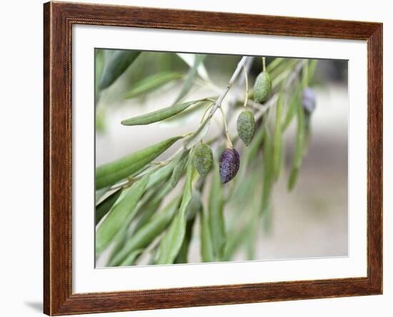 Branch of Olive Tree and Olives, Prieure De St-Jean De Bebian, Coteaux Du Languedoc-Per Karlsson-Framed Photographic Print