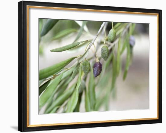 Branch of Olive Tree and Olives, Prieure De St-Jean De Bebian, Coteaux Du Languedoc-Per Karlsson-Framed Photographic Print