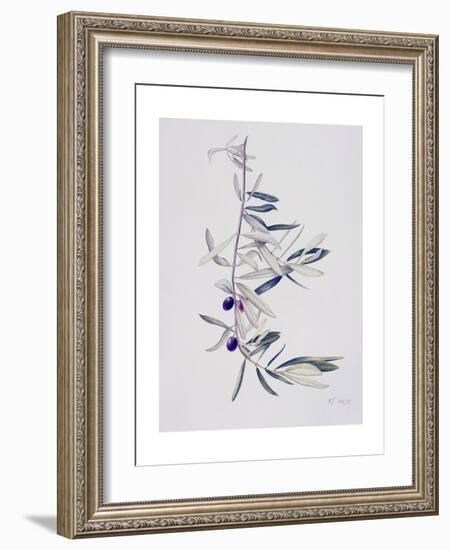 Branch of Ripening Black Olives II, 1999-Rebecca John-Framed Giclee Print