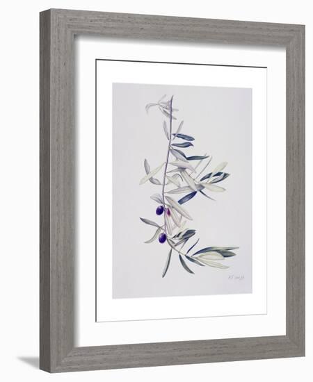 Branch of Ripening Black Olives II, 1999-Rebecca John-Framed Giclee Print