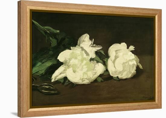 Branch of White Peonies and Secateurs, 1864-Edouard Manet-Framed Premier Image Canvas