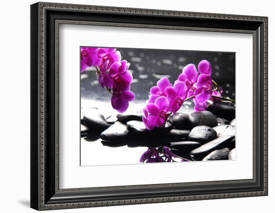 Branch Purple Orchid Flower With Therapy Stones-crystalfoto-Framed Photographic Print