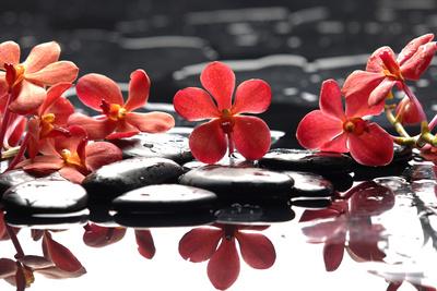 Gorgeous Pink Orchid And Green Bamboo Leaf With Gorgeous Pink Orchid And Green Bamboo Leaf With