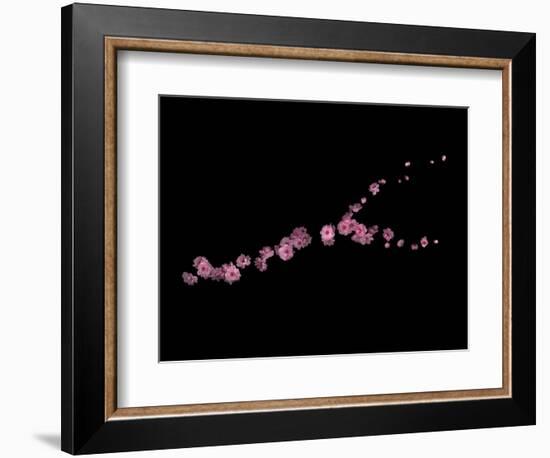 Branch Sans Branch - Pink Plum Blossoms-Doris Mitsch-Framed Photographic Print