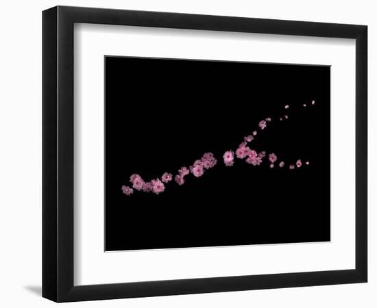 Branch Sans Branch - Pink Plum Blossoms-Doris Mitsch-Framed Photographic Print