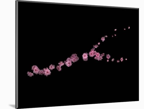 Branch Sans Branch - Pink Plum Blossoms-Doris Mitsch-Mounted Photographic Print