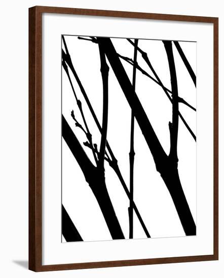 Branch Silhouette I-Monika Burkhart-Framed Photographic Print