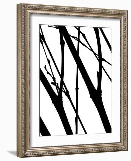 Branch Silhouette I-Monika Burkhart-Framed Photographic Print