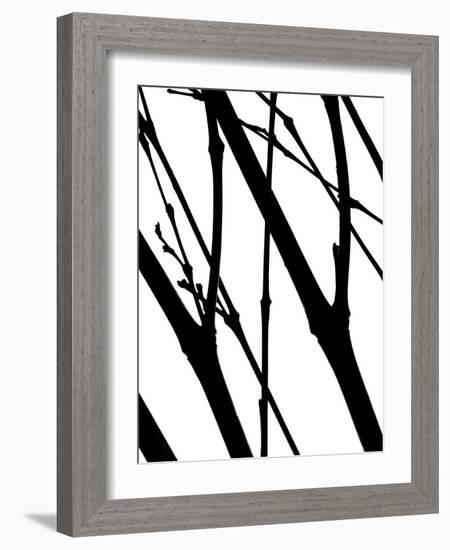 Branch Silhouette I-Monika Burkhart-Framed Photographic Print