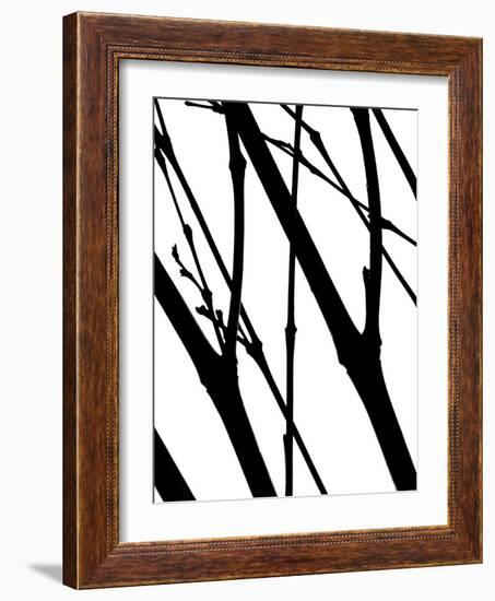 Branch Silhouette I-Monika Burkhart-Framed Photographic Print