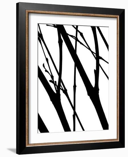 Branch Silhouette I-Monika Burkhart-Framed Photographic Print
