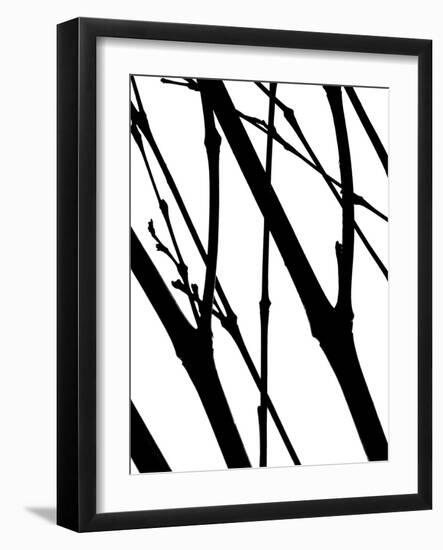 Branch Silhouette I-Monika Burkhart-Framed Photographic Print