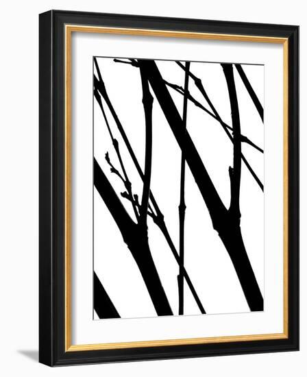 Branch Silhouette I-Monika Burkhart-Framed Photographic Print