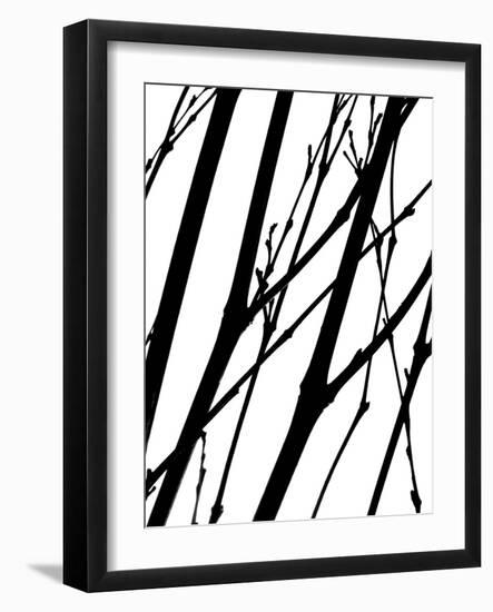 Branch Silhouette II-Monika Burkhart-Framed Photographic Print