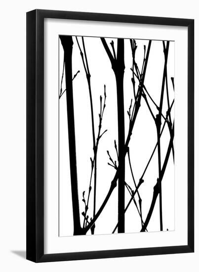 Branch Silhouette IV-Monika Burkhart-Framed Photographic Print