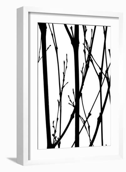 Branch Silhouette IV-Monika Burkhart-Framed Photographic Print