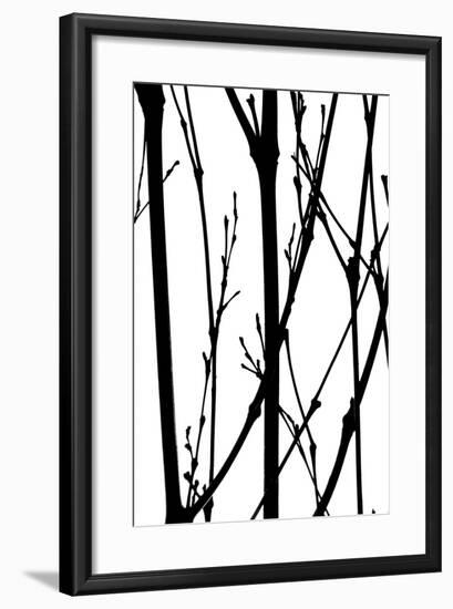 Branch Silhouette IV-Monika Burkhart-Framed Photographic Print