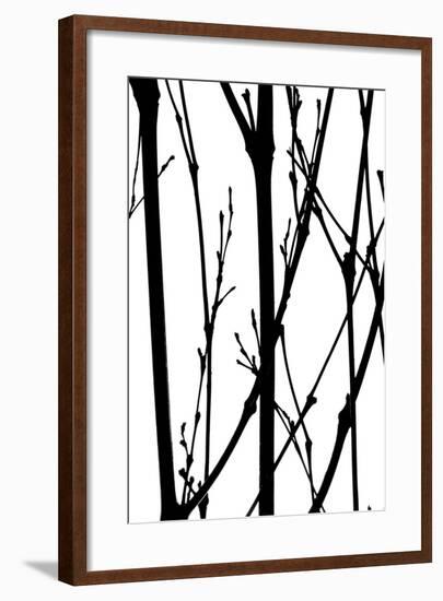 Branch Silhouette IV-Monika Burkhart-Framed Photographic Print