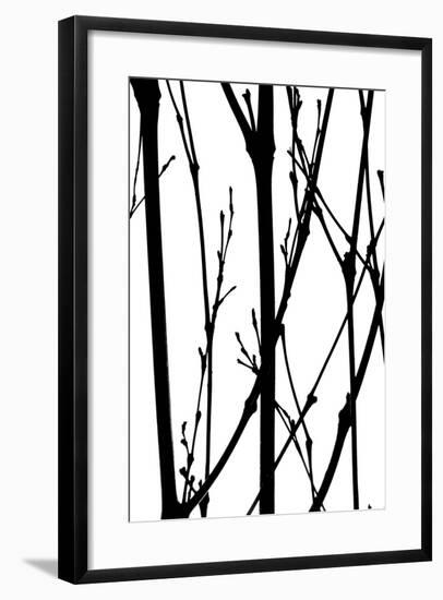 Branch Silhouette IV-Monika Burkhart-Framed Photographic Print