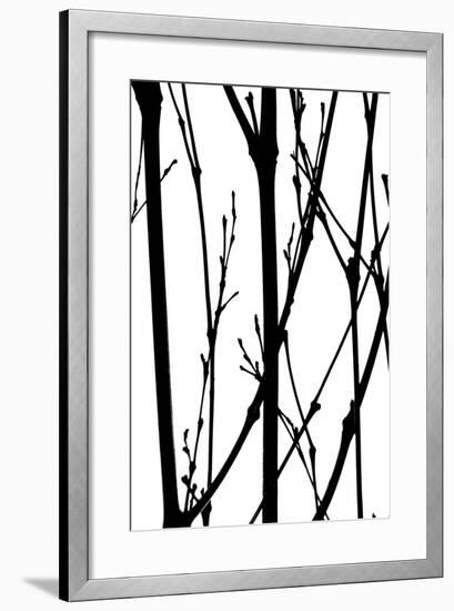 Branch Silhouette IV-Monika Burkhart-Framed Photographic Print