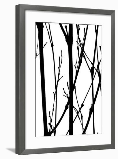 Branch Silhouette IV-Monika Burkhart-Framed Photographic Print