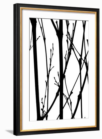 Branch Silhouette IV-Monika Burkhart-Framed Photographic Print