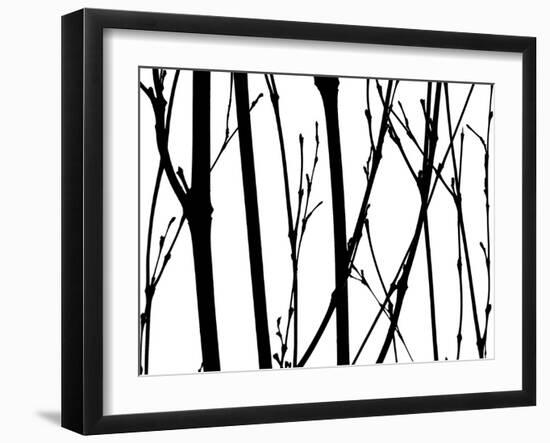 Branch Silhouette V-Monika Burkhart-Framed Photographic Print