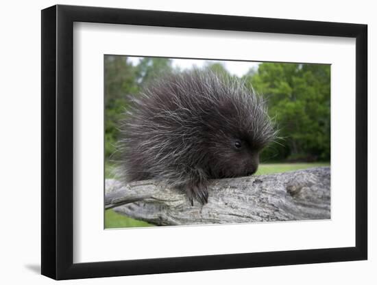 Branch, Urson, Erethizon Dorsatus, Sitting, Nature-Ronald Wittek-Framed Photographic Print