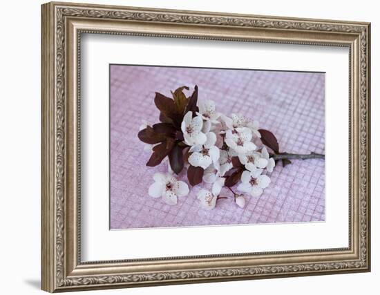 Branch with cherry flowers on pink underground, close up, still life-Andrea Haase-Framed Photographic Print