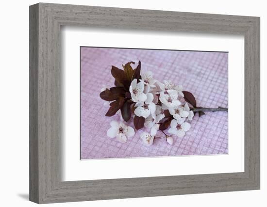 Branch with cherry flowers on pink underground, close up, still life-Andrea Haase-Framed Photographic Print