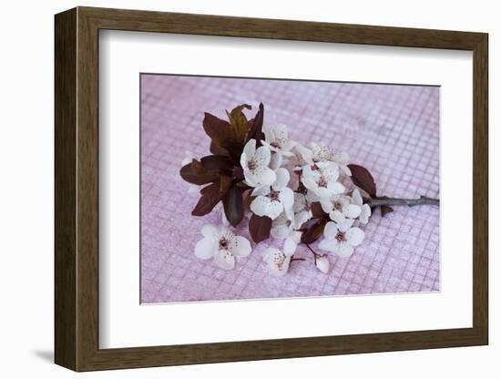 Branch with cherry flowers on pink underground, close up, still life-Andrea Haase-Framed Photographic Print